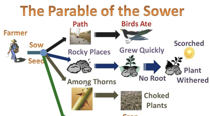 THE PARABLE OF THE SOWER